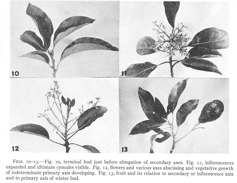 inflorescences abscise. The primary axes continue vegetative growth, and the fruits that mature are usually borne upon axes of a third or fourth order (fig. 13). Summary 1.