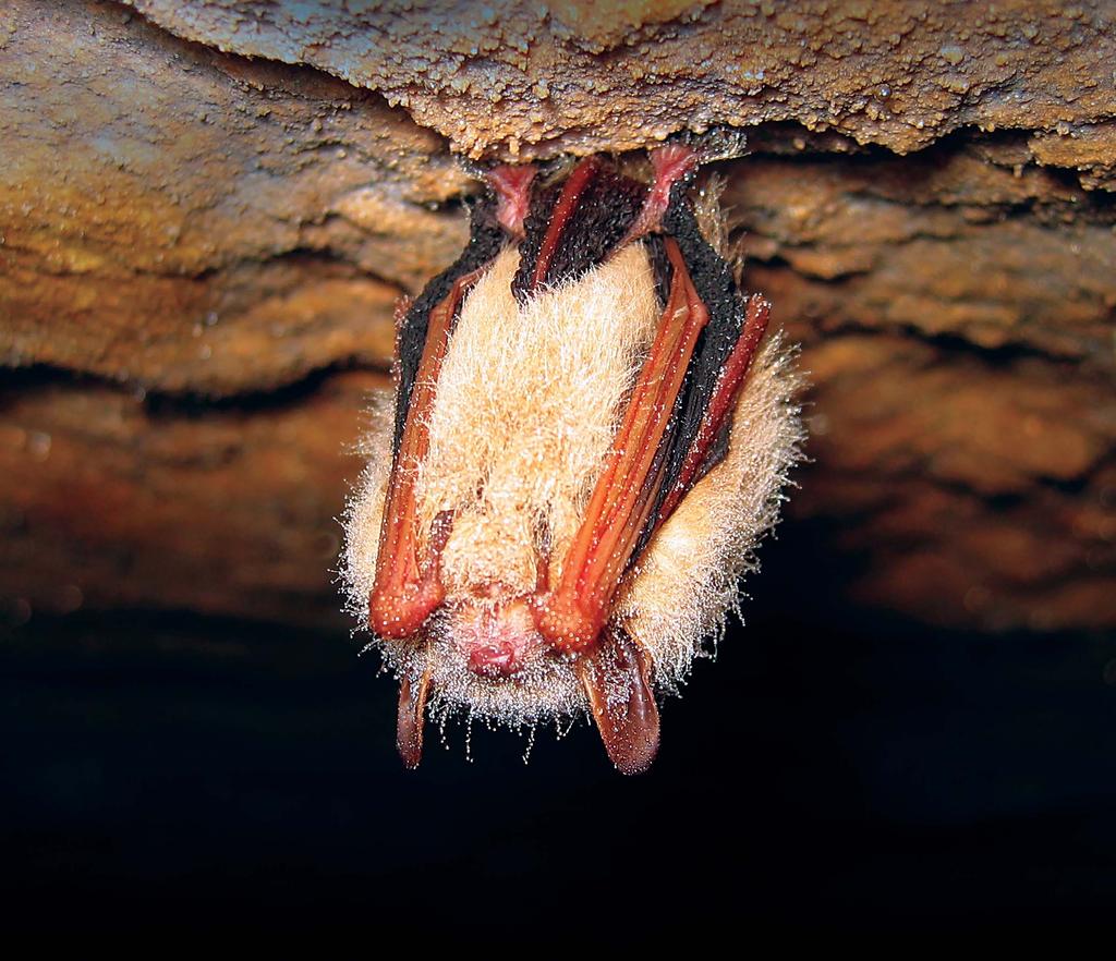 Many bats, such as this eastern pipistrelle, spend their days inside