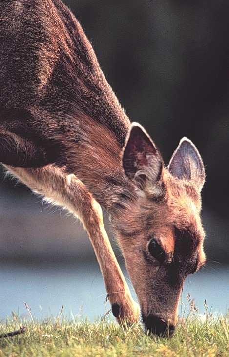 Gwaii. Deer are herbivores.