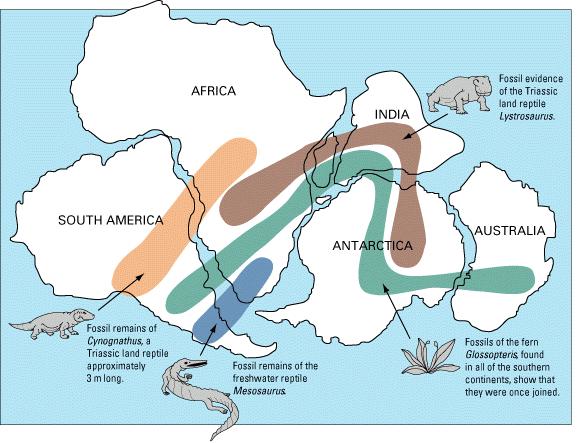 Evidence for Continental Drift Fossil Plants and Animals The locations of certain fossil plants and animals on