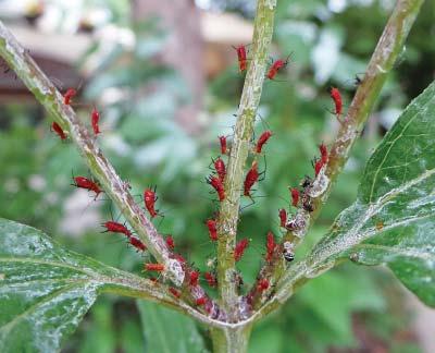 If natural control is not working and aphids are overrunning the plants, there are several management options: A strong jet of water will wash many of the aphids off the plant.