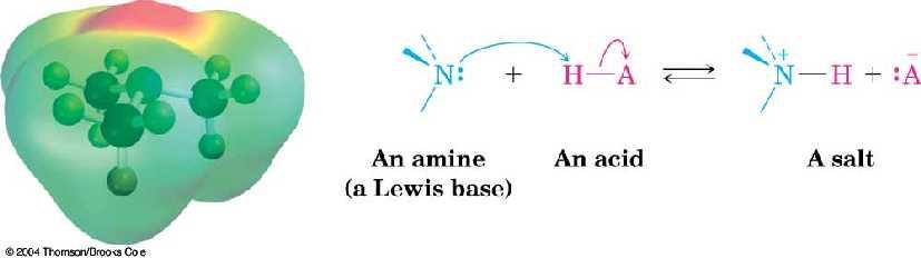 Basicity of Amines The lone pair of electrons on nitrogen makes amines basic and nucleophilic They react with acids