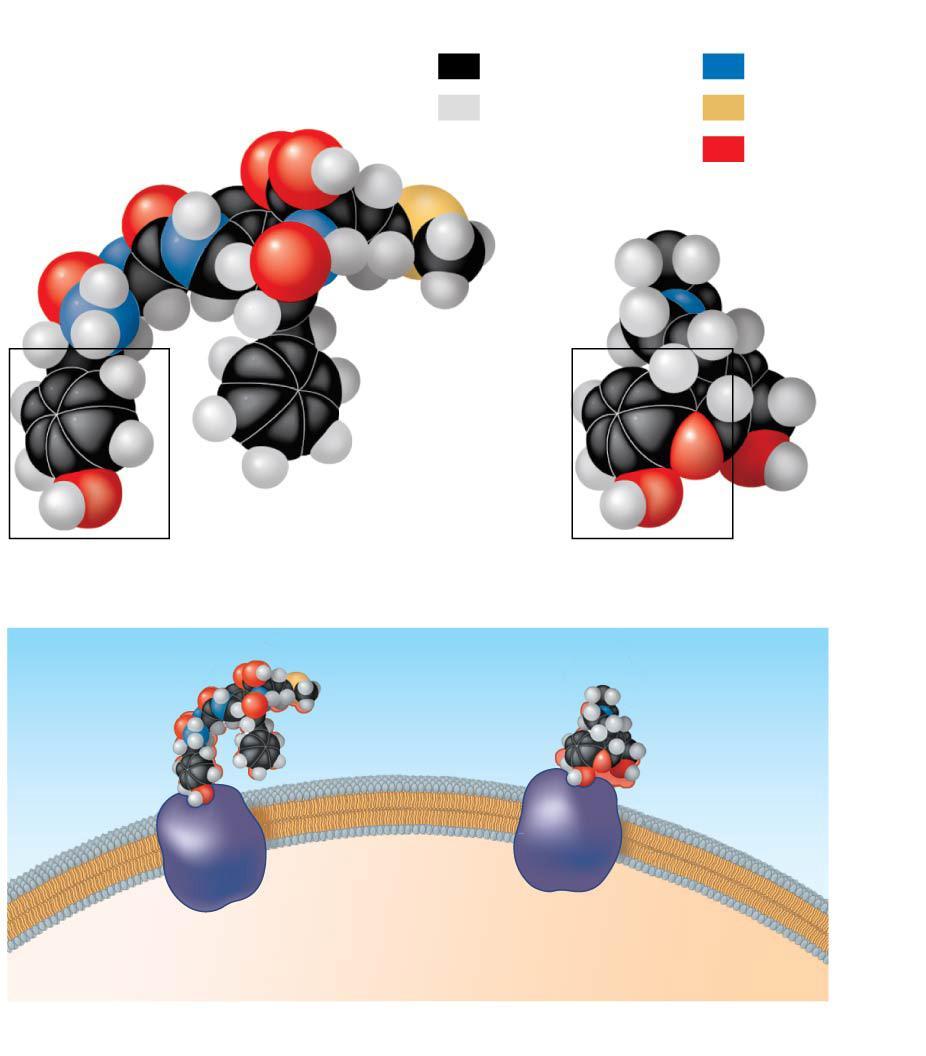 Molecular-shape models Figure 2.16 tural endorphin Key Carbon ydrogen Morphine Nitrogen Sulfur xygen Concept 2.