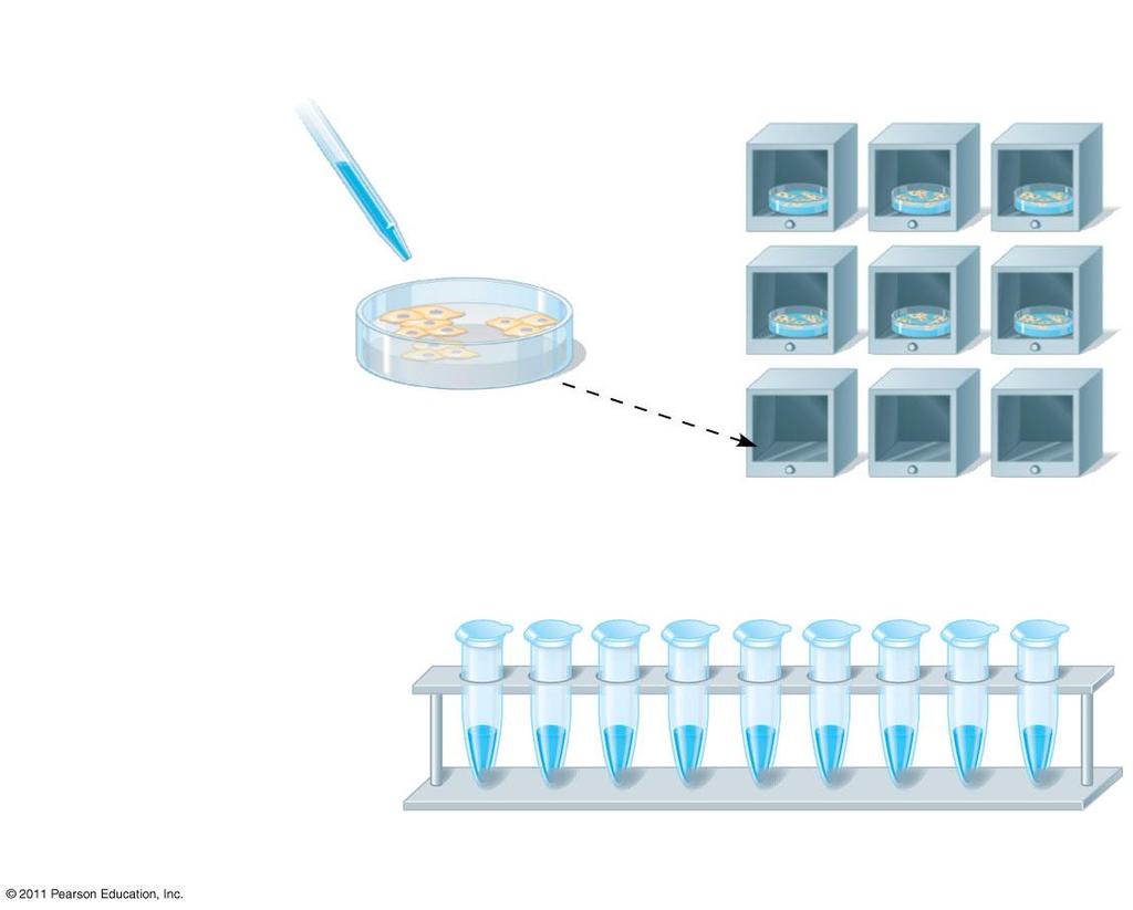Figure 2.6a 10 C TECHNIQUE 15 C 20 C Compounds including 35 C Incubators radioactive tracer 45 C (bright blue) 20 C 10 C 15 C Human cells 1 Human cells are incubated with compounds used to make DNA.