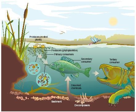 Ecosystems Interactions among populations in a community and the communities physical surroundings or abiotic factors.