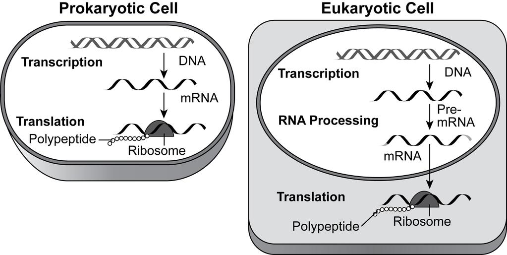 4. The diagrams below show transcription and translation in a prokaryotic cell and in a eukaryotic cell. A eukaryotic gene is inserted into the genome of a prokaryotic cell.