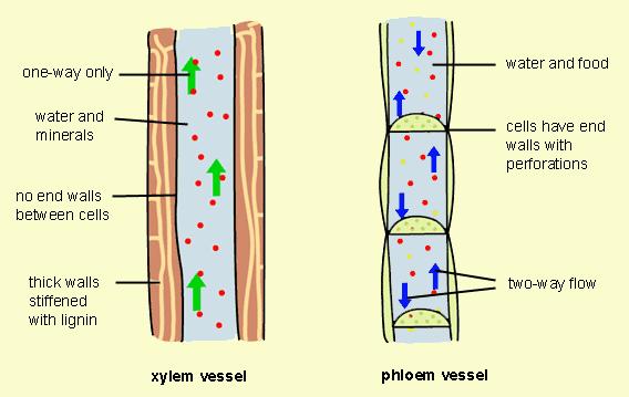 Action of BioWash as a Translocation Promoter Within the plant, the movement of water and minerals is accomplished through the xylem and is driven by negative pressures.