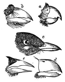 Certain beaks are an advantage - based on the food on that island.