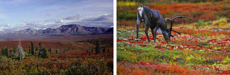 year round characteristics: permafrost, lichens