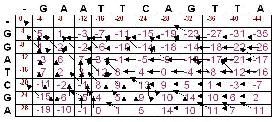 Filled Matrix (Global Alignment) Trace Back (Global Alignment) maximum global alignment score = 11 (value in the lower right hand cell).