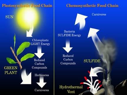 ECOLOGY Ways that autotrophs obtain energy by making carbohydrates: