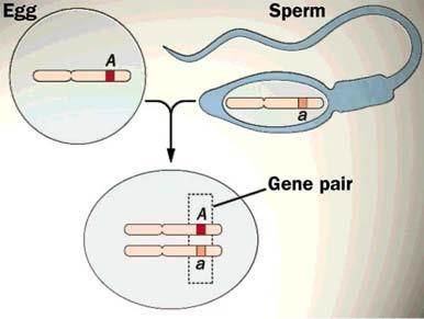 GENETICS Gametes = sex cells (Haploid ½ genetic info.