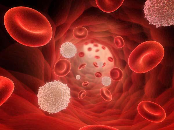 ANATOMY Blood consists of: Red Blood Cells - to transport oxygen.