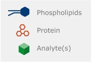 depth filter Phospholipids retained Depth