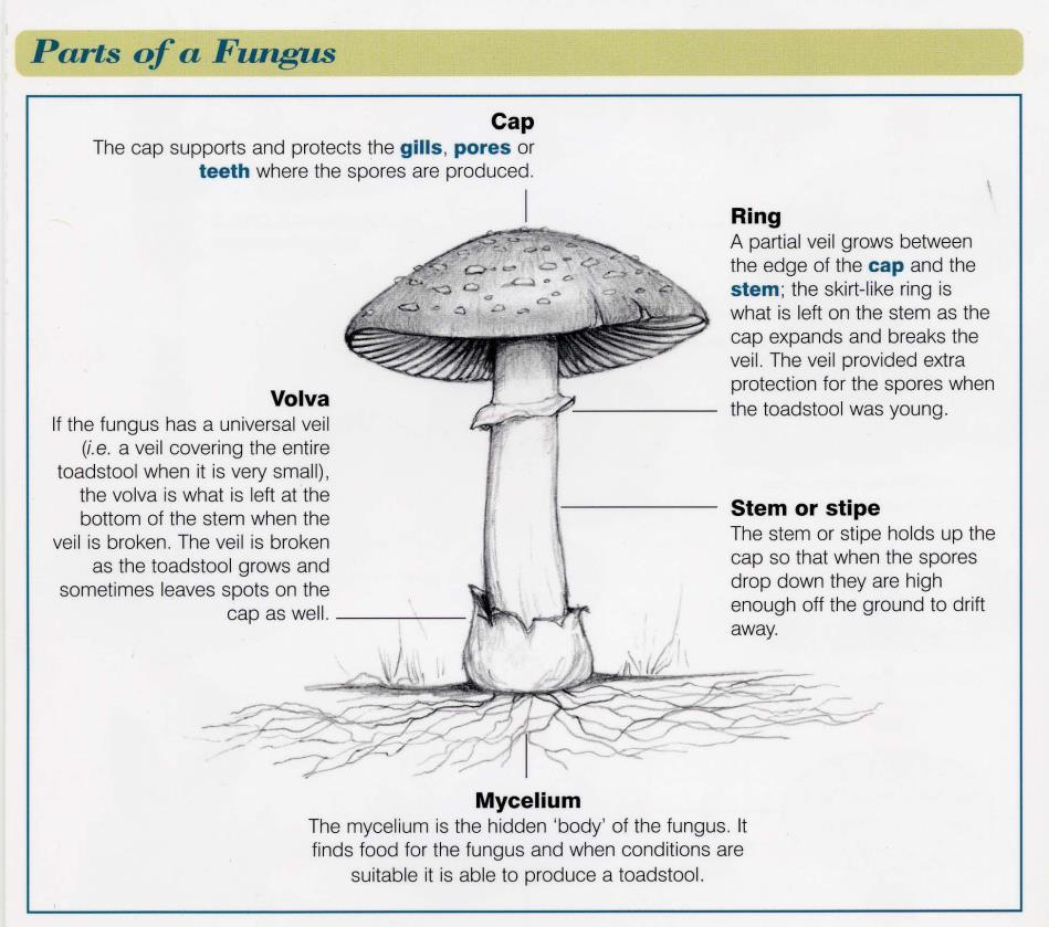 What are Fungi Made of? If you pull a shop-bought mushroom apart with your fingers you ll see that the body of the mushroom is made up of a network of threads or fibres these are called hyphae.