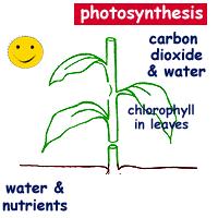 chemical reactions (photosynthesis,