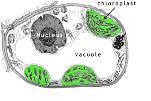 cytoplasm chloroplasts