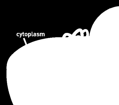 Fluid = cytosol Organelles (not