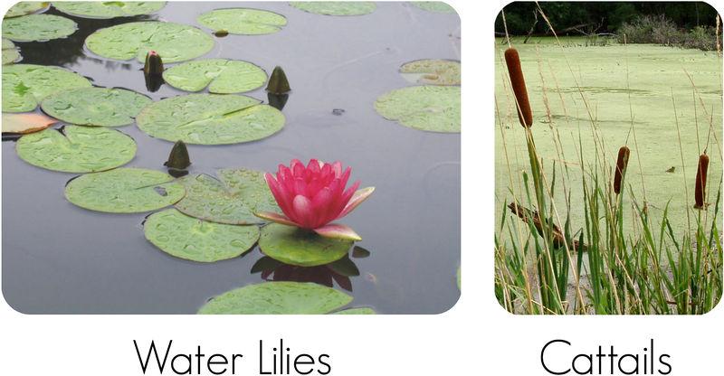 www.ck12.org FIGURE 3.1 Water lilies and cattails have different adaptations for life in the water. Compare the leaves of the two kinds of plants.