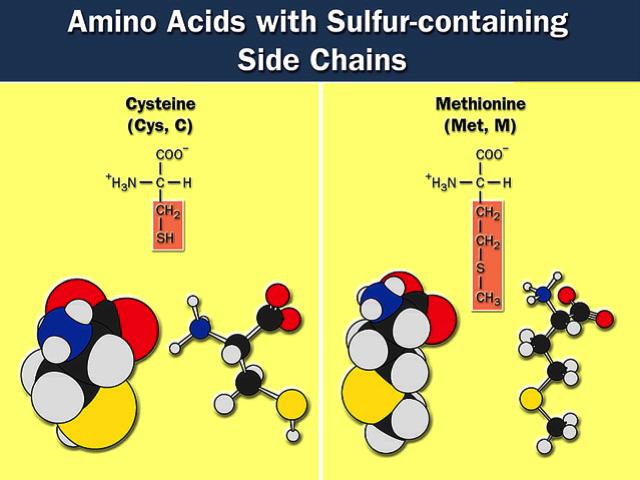 Sulfur containing amino acids Form disulfide bridges
