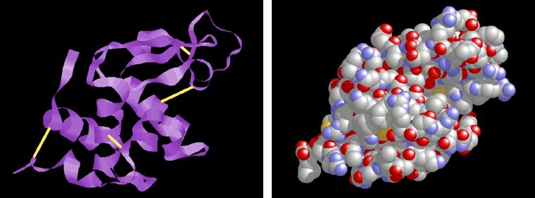 change in amino acid sequence can affect protein s structure & its