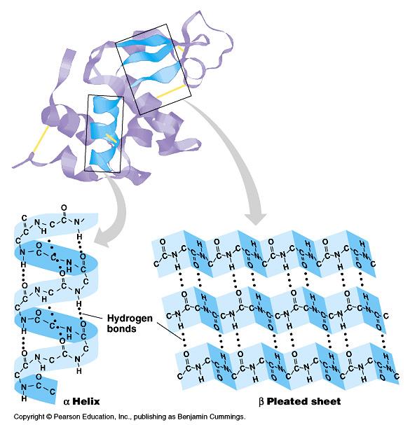Secondary (2 ) structure Local folding u folding along short sections of polypeptide u