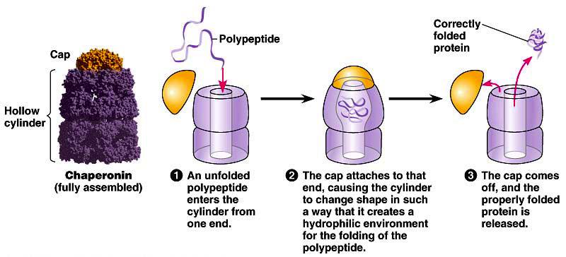 Chaperonin proteins Guide protein folding u provide shelter for folding