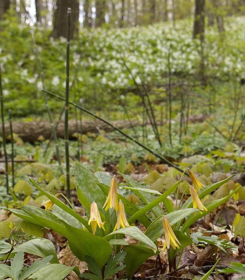 Spring Ephemeral Trout Lily Community