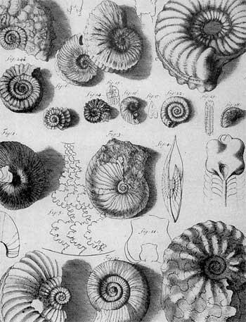 A fossil is: Any evidence of an organism that lived long