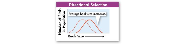 DIRECTIONAL SELECTION occurs when individuals at one end of the curve have higher fitness than individuals in the middle or at the other end.