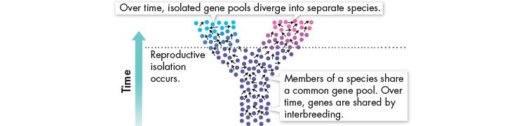 REPRODUCTIVE ISOLATION occurs when a population splits into two groups and the two populations no longer interbreed.