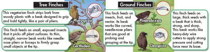 DESCRIBE THE CURRENT HYPOTHESIS OF SPECIATION ABOUT DARWIN S FINCHES (17.