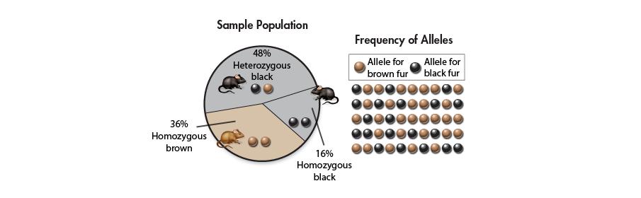 WHAT IS THE FREQUENCY OF HOMOZYGOUS BROWN?