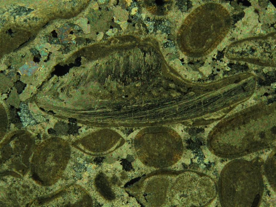 Figure 3. Typical appearance of a fibrous fossil fragment in sample 287818/04.