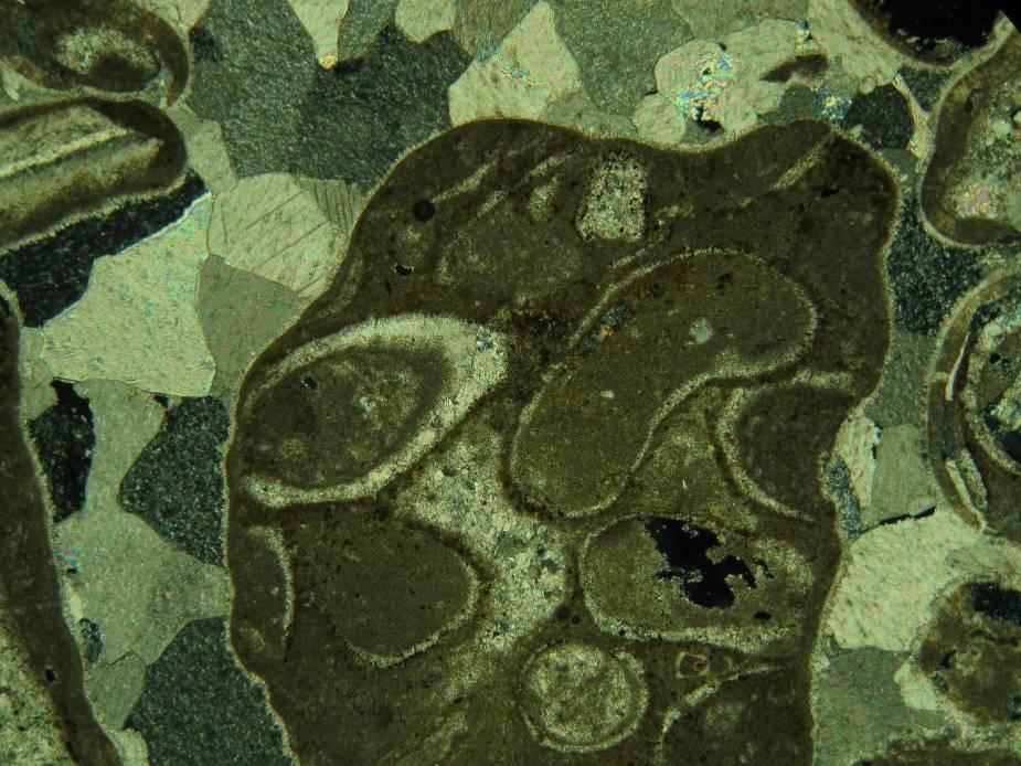 Intraclast particle and coarse sparite cement seen in sample 287818/04. Plane polarised light, magnification x 50.
