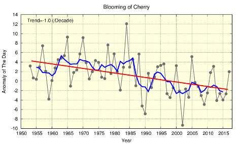 (Chapter 2 Climate Change) 2.3 Changes in the phenology of cherry blossoms and acer leaves in Japan It is virtually certain that cherry blossoms have been flowering earlier.