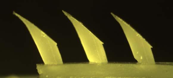 Stalks are 380µm in diameter and about 1mm long.