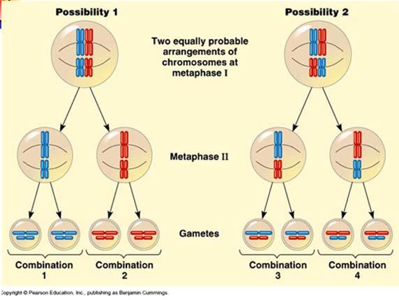 WHAT MAKES MEIOSIS DIFFERENT? 2.Separation during ANAPHASE I 2.