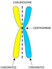 PROKARYOTIC CELLS SIMPLY SPLIT Bacteria are prokaryotes lacking nuclei. Bacterial DNA is a circular chromosome. DNA unzips making 2 strands and each strand is copied giving 2 identical copies of DNA.