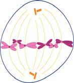 Telophase PROPHASE Chromosomes condense and become visible. Centrioles form and take up positions on opposite ends of the nucleus. Spindle becomes visible.