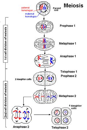 Mitosis in epithelial cell Meiosis is different than mitosis in