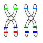 cells have 2 copies of each chromosome = DIPLOID 2n (one from