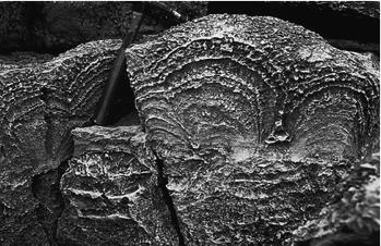 photosynthetic eucteria Recall: oldest evidence of life is 3.9 Ga organic molecules in sediments. First macro fossils Stromatolites = algal mats or communities of cyanobacteria (photosynthetic!