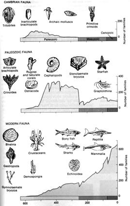 extinctions: compare Permian to K-T Note: all