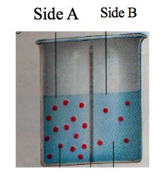 sides A and B. Water is permeable to this membrane.