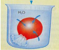Which of the following is NOT true concerning osmosis? A. Osmosis is the diffusion of water across a selectively permeable membrane. B. Osmosis is a form of passive transport C.