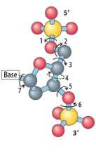 *hydrogen bonding is weak but number of H-bonding is high stability *DNA structure has flexibility due to rotations around bonds in the nucleotides.