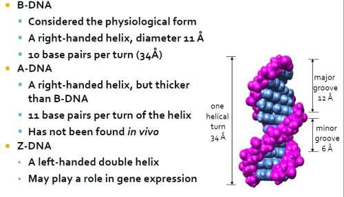 B-DNA is the form that we know (in nucleus) A-DNA is thicker than B-DNA. *in double helix.