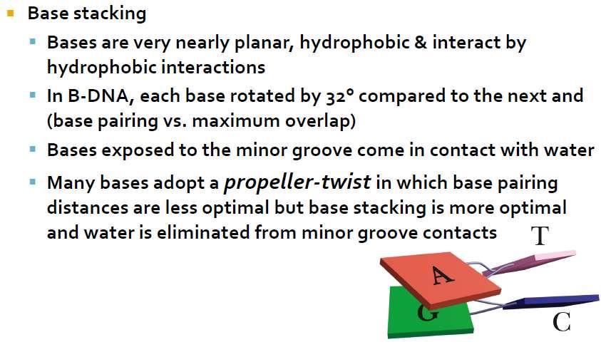 paring (hydrogen bonding) in this case are not in their perfect binding manner due to base stacking.