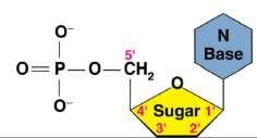 The bond between N-Base & Sugar: It is Glycosidic bond of (β) type. remember how to Indicate (β) or (α) It is between the anomeric Carbon (in sugar) & N-Base *What are the "Nucleosides"?